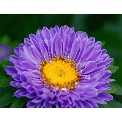 Callistephus Chinensi - Aster