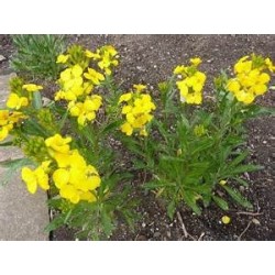 Erysimum Cheiri - Alhelí europeo