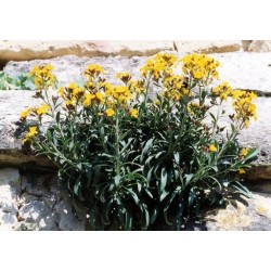 Erysimum Cheiri - Alhelí europeo