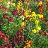 Erysimum Cheiri - Alhelí europeo