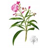 Adelfa - Nerium Oleander