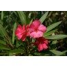 Adelfa - Nerium Oleander