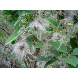 Clematis Aristata - Clematide