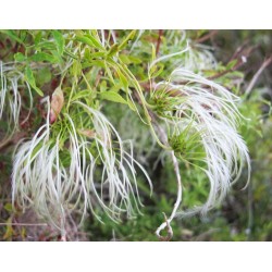 Clematis Aristata - Clematide