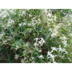 Clematis Aristata - Clematide