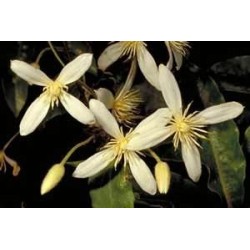 Clematis Aristata - Clematide