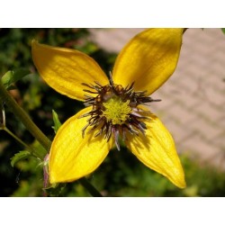 Clematis Tangutica - Clematide dorada