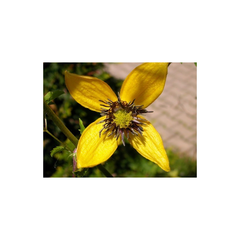 Clematis Tangutica - Clematide dorada