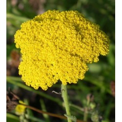 Flor Aquilea  - Achillea Filipendulina Aquilea amarilla,...