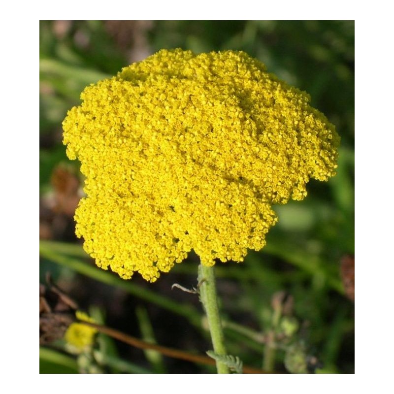 Flor Aquilea  - Achillea Filipendulina Aquilea amarilla, Milenrama dorada