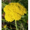 Flor Aquilea  - Achillea Filipendulina Aquilea amarilla, Milenrama dorada