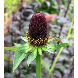 Belleza negra - Rudbeckia Occidentalis