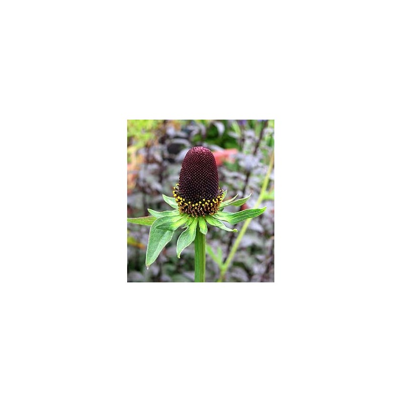 Belleza negra - Rudbeckia Occidentalis