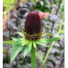 Belleza negra - Rudbeckia Occidentalis