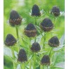 Belleza negra - Rudbeckia Occidentalis