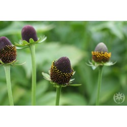 Belleza negra - Rudbeckia Occidentalis