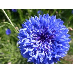 Centaurea Cyanus - Aciano o Azulejo