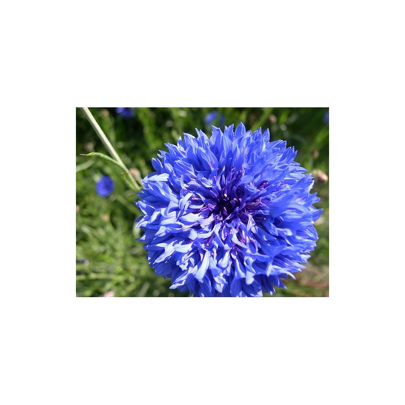 Centaurea Cyanus - Aciano o Azulejo