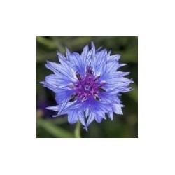 Centaurea Cyanus - Aciano o Azulejo