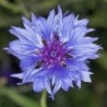 Centaurea Cyanus - Aciano o Azulejo