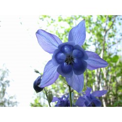 Aquilegia Vulgaris - Aguileña o Columbina