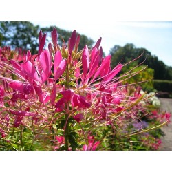 Cleome Spinosa - Cleome o pata de vaca