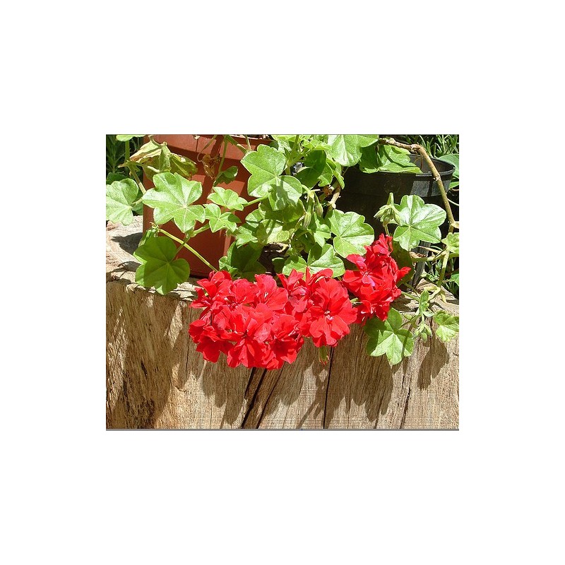 Pelargonium Spp - Geranio híbrido rojo