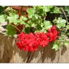 Pelargonium Spp - Geranio híbrido rojo