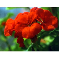 Pelargonium Spp - Geranio híbrido rojo