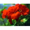 Pelargonium Spp - Geranio híbrido rojo