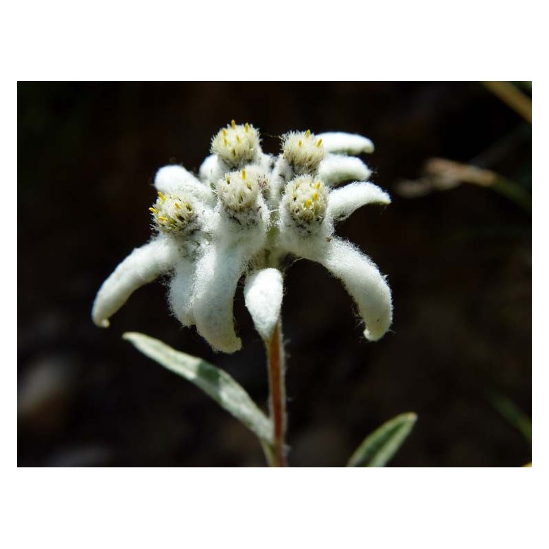 Lentopodium Alpinum - Estrella alpina