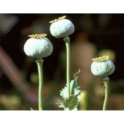 Amapola Adormidera - Poppy Seed - para Repostería