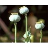 Amapola Adormidera - Poppy Seed - para Repostería