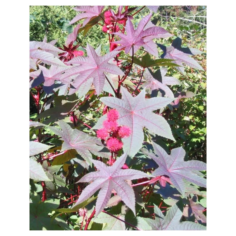 Ricinus Communis - Ricino