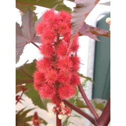 Ricinus Communis - Ricino