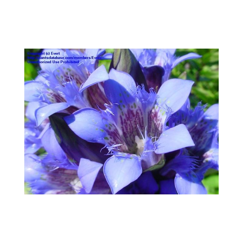 Gentiana Septemfida - Genciana