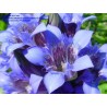 Gentiana Septemfida - Genciana