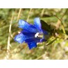 Gentiana Septemfida - Genciana