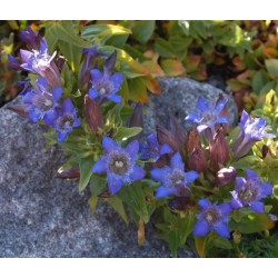 Gentiana Septemfida - Genciana