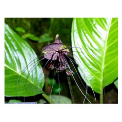 Flor Murcielago - Tacca Chantrieri