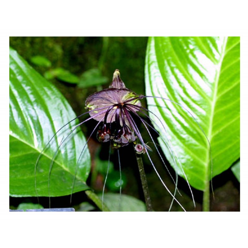 Flor Murcielago - Tacca Chantrieri