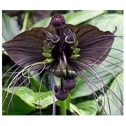 Flor Murcielago - Tacca Chantrieri