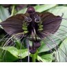 Flor Murcielago - Tacca Chantrieri