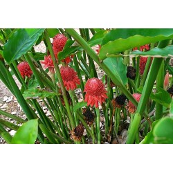 Etlingera Elatior - torch-ginger