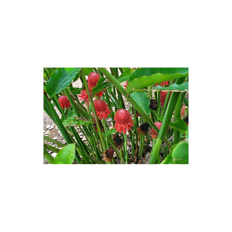 Etlingera Elatior - torch-ginger