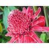 Etlingera Elatior - torch-ginger