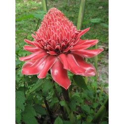 Etlingera Elatior - torch-ginger