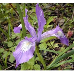 Flor Iris Tenax - Lirio Oregon