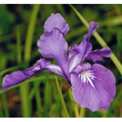 Flor Iris Tenax - Lirio Oregon