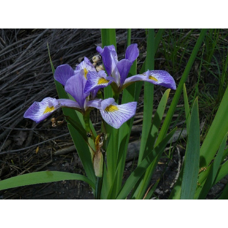 Iris Virginica Shrevei - Iris Southern